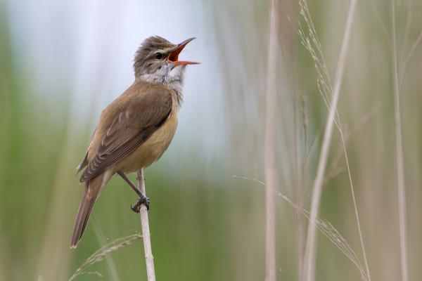 Karra-karra-karra kri-kri-kri trr-trr-kie-kie