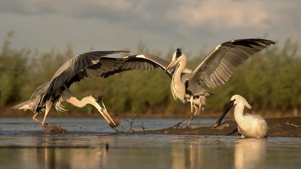 Kanalasgém,döntőbíró