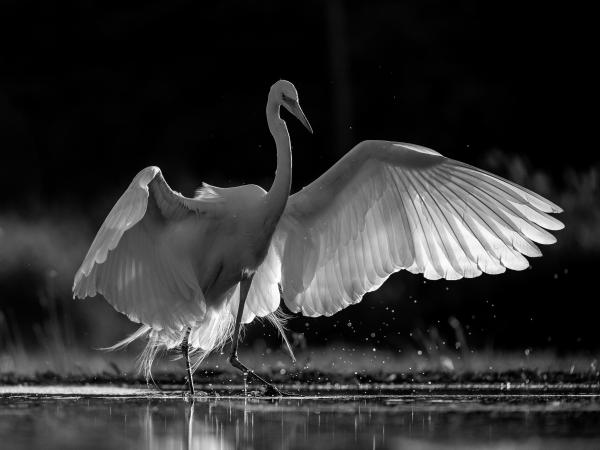 (Fekete) fehér gém