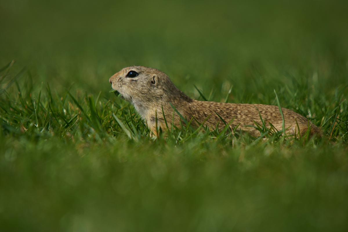 Kalmár Lajos Gábor