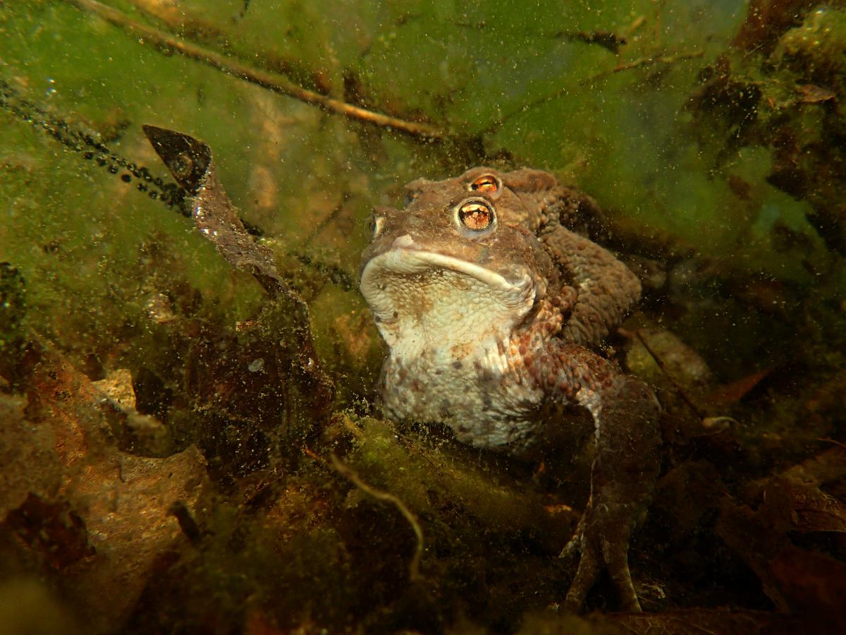 Násfayné Kőházi Mária