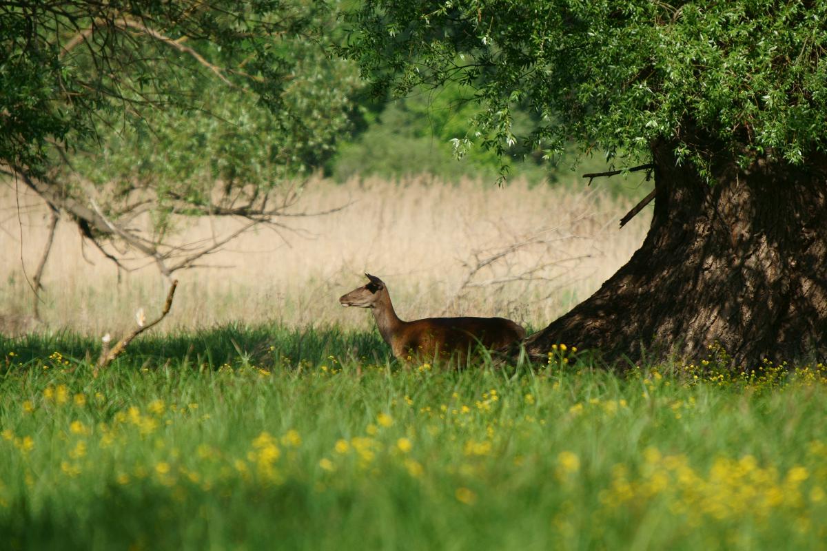 Kalmár Lajos Gábor