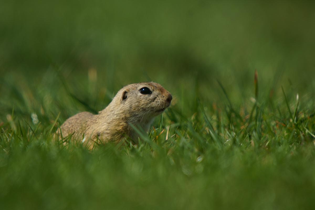 Kalmár Lajos Gábor