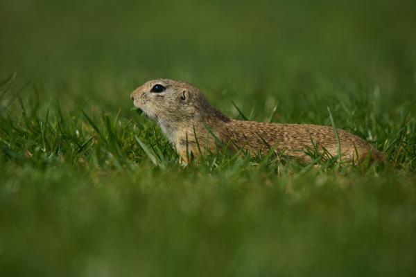 Ez már nem hoz szerencsét 
