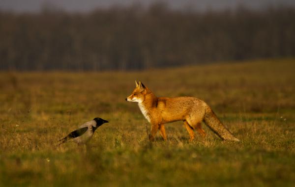 A róka és a madár