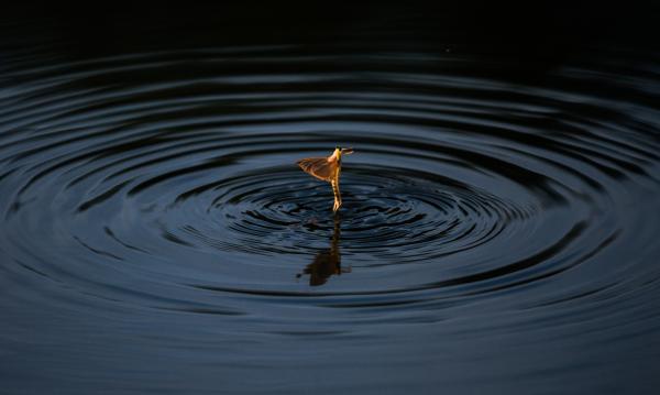 Első szárnycsapás