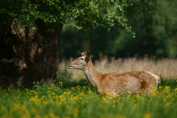 Virágos tómederben