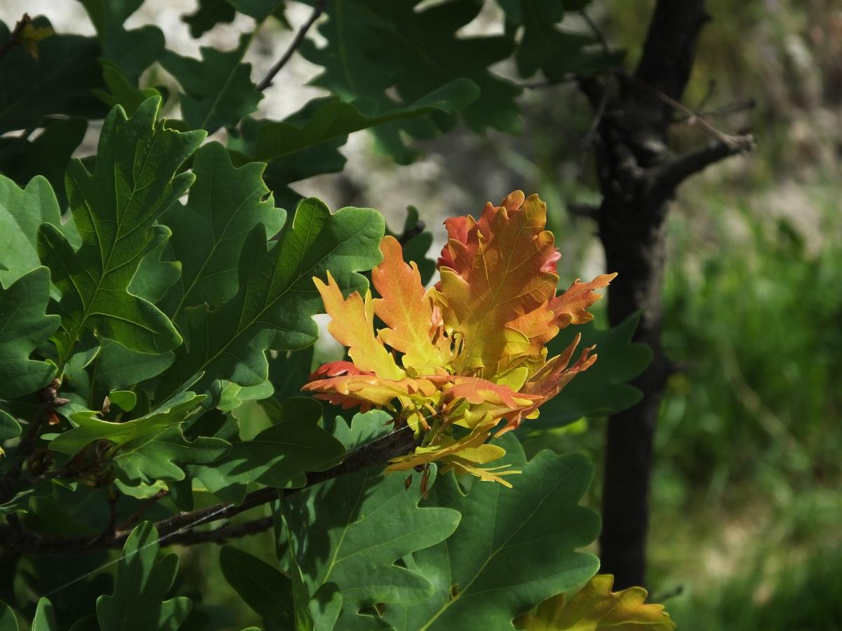 Koncz-Bisztricz Tamás