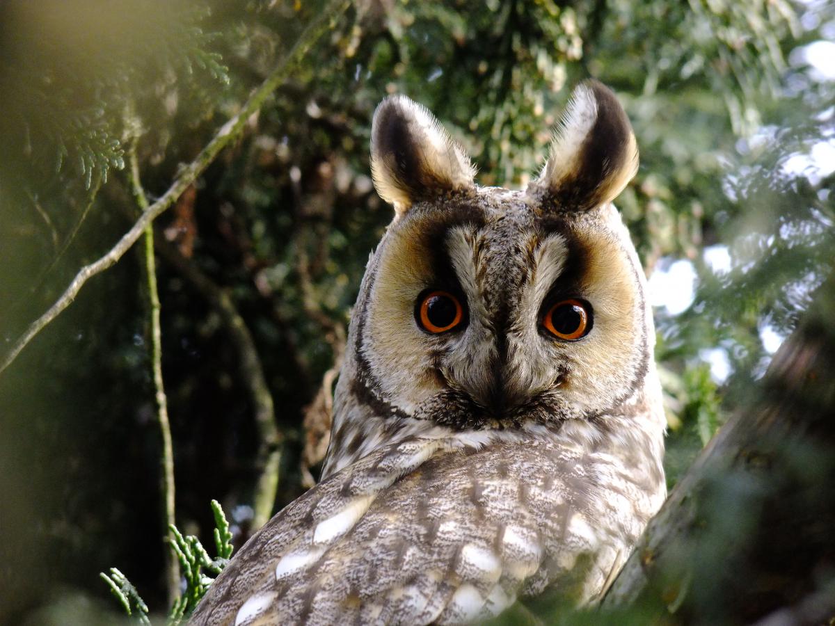 Horváth-Papp Zsuzsanna