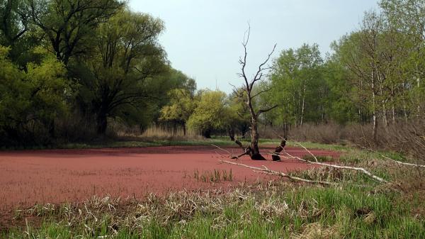 &quot;Algavirágzás&quot;