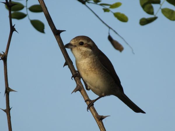 Töviszúró gébics szúrós akácfán ülve