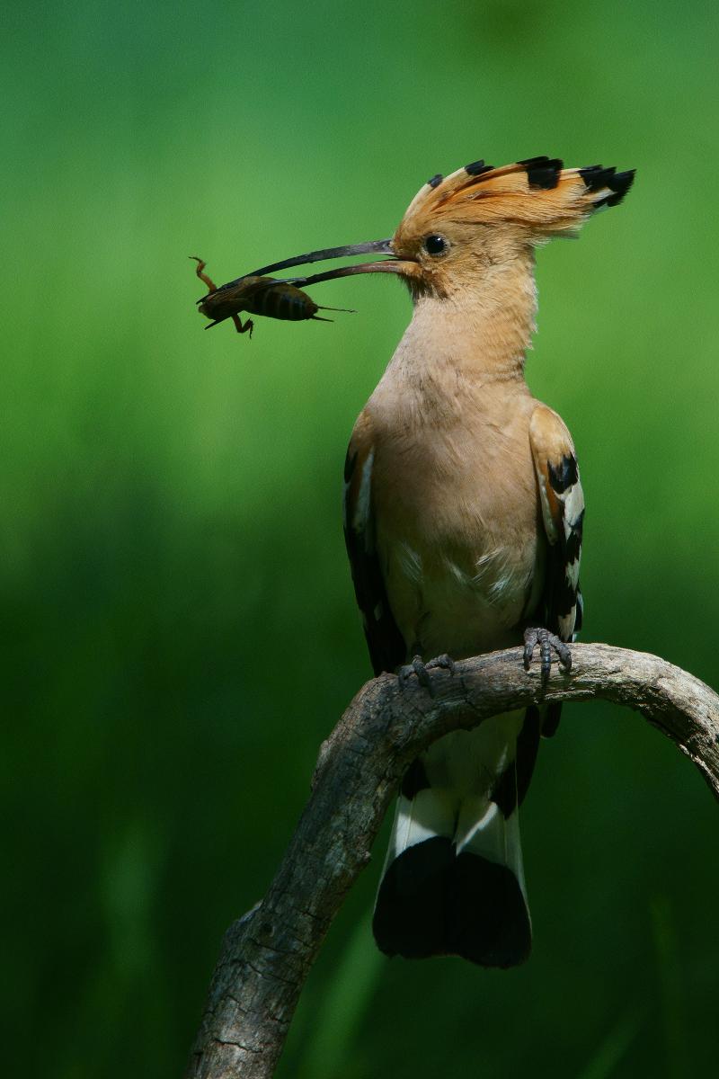 Kalmár Lajos Gábor