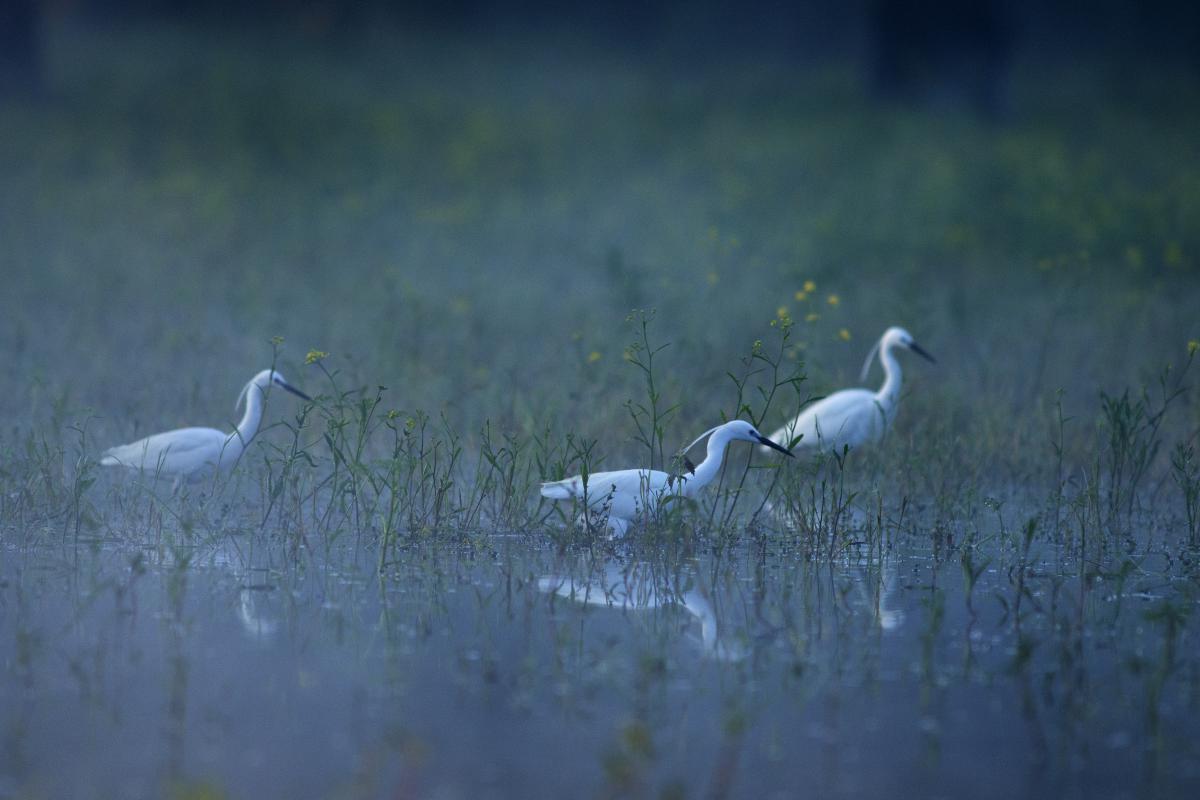 Násfayné Kőházi Mária