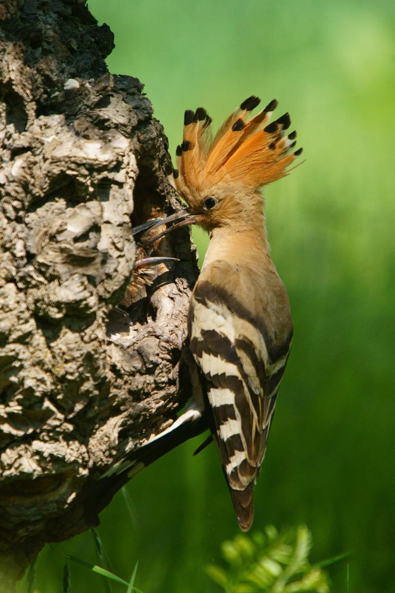 Kalmár Lajos Gábor