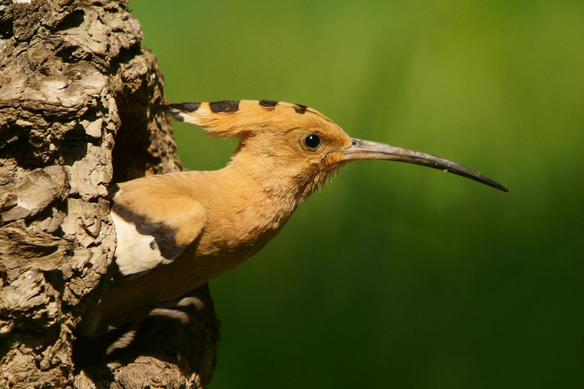 Kalmár Lajos Gábor