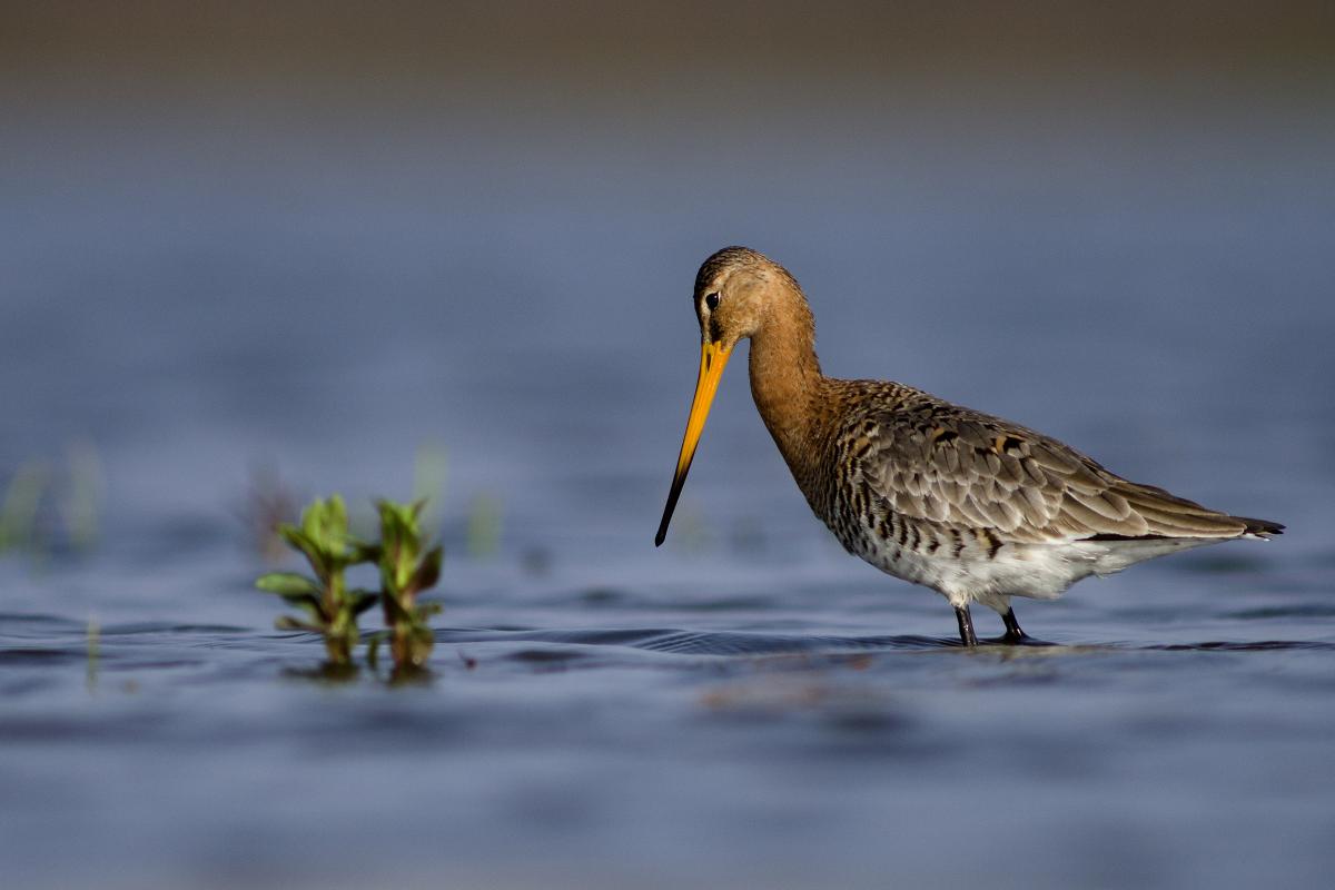 Násfayné Kőházi Mária