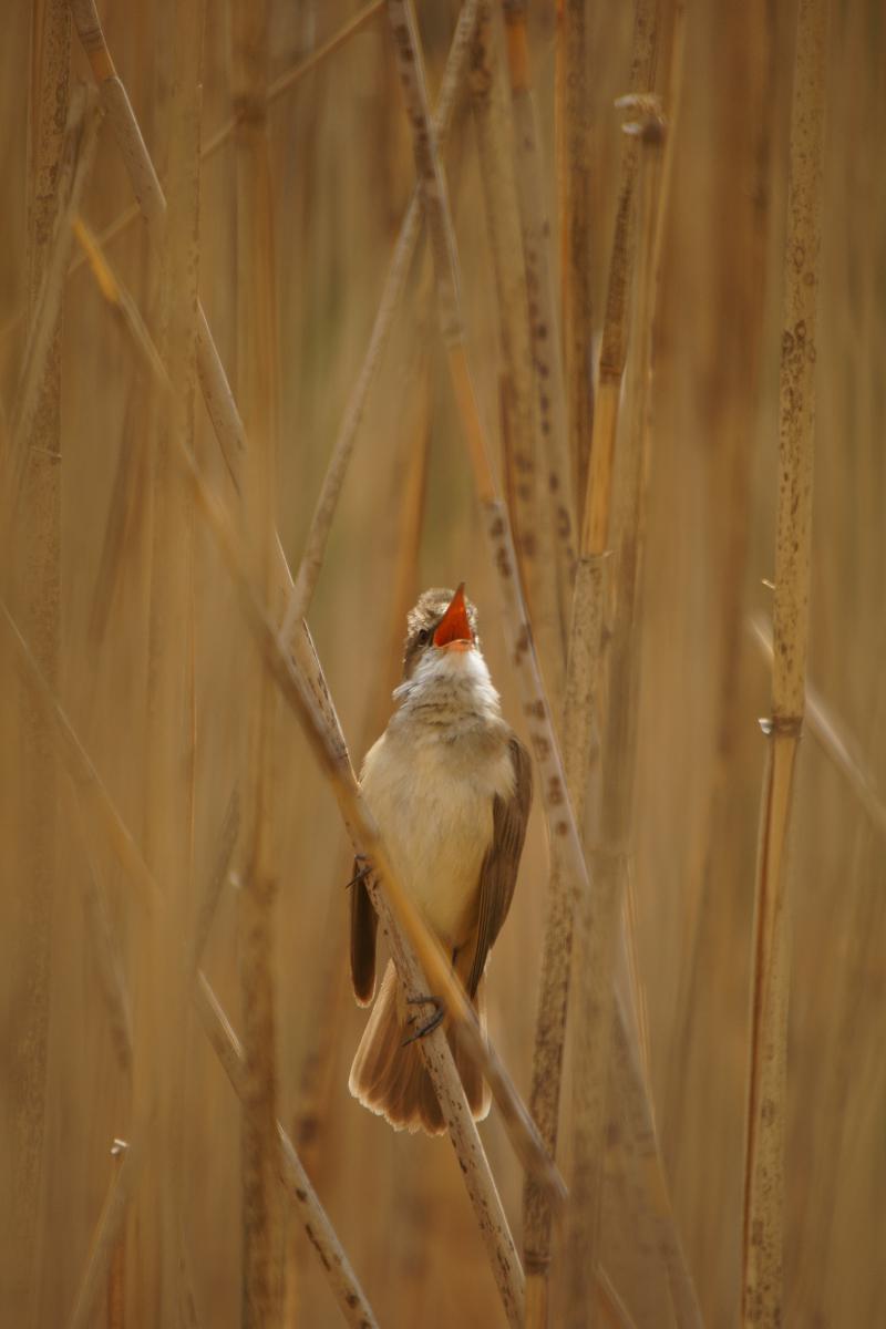 Kalmár Lajos Gábor