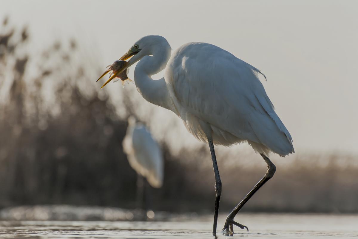 Gaál Zoltán Péter