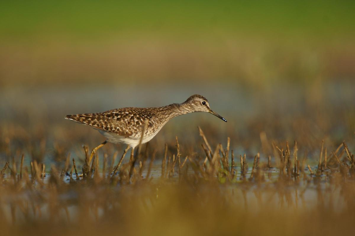Kalmár Lajos Gábor