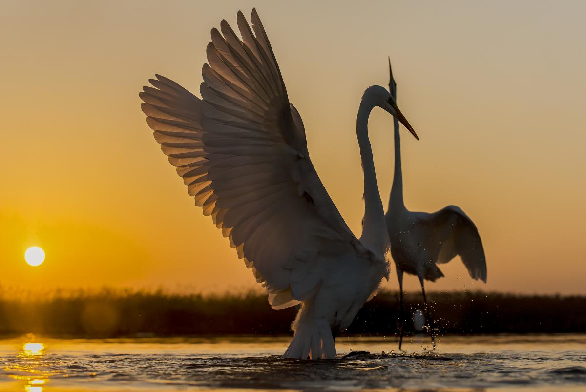 Gaál Zoltán Péter