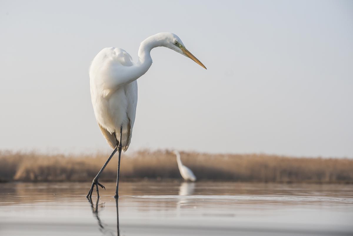 Gaál Zoltán Péter