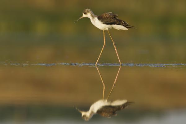 Gólyatöcs és Mása