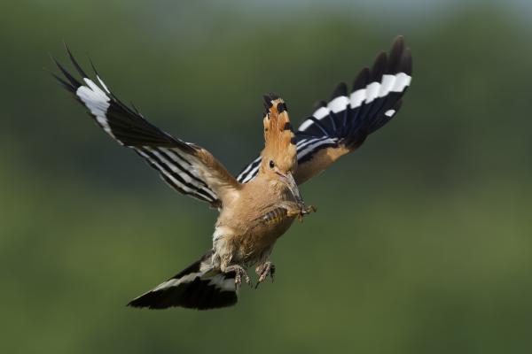 Epops vs Gryllotalpa