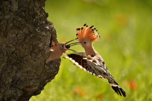 Pontos kézbesítés