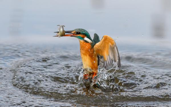 A jégmadár reggelije