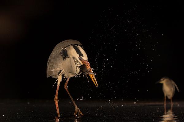 Egyiknek sikerül a másiknak nem...