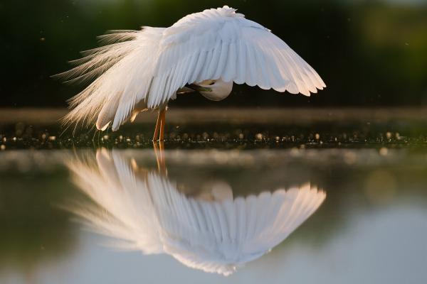 Nagy kócsag násztollakkal