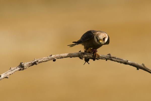 Megérkezett a reggeli