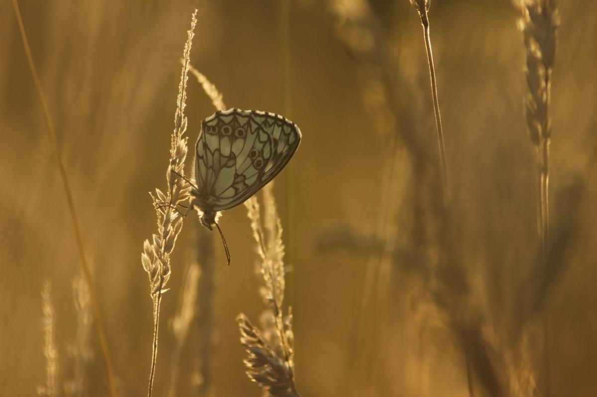 Berkesi Ágota Mirjam