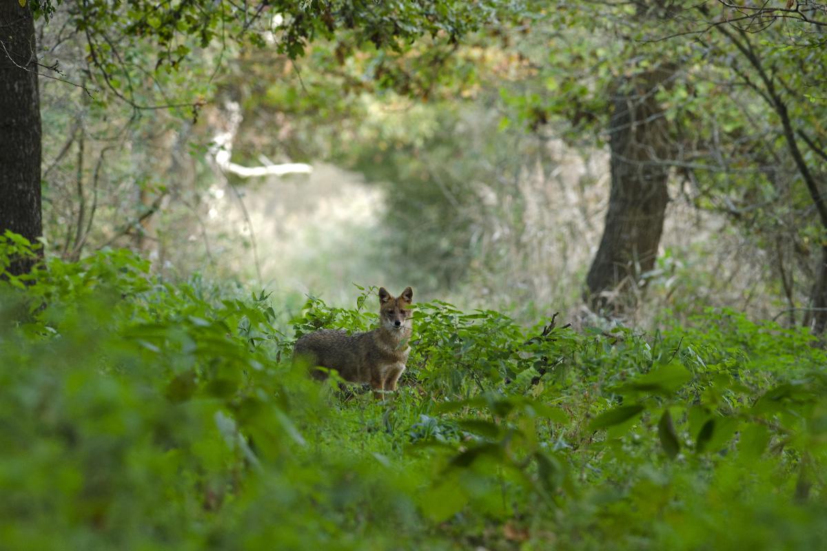 Násfayné Kőházi Mária