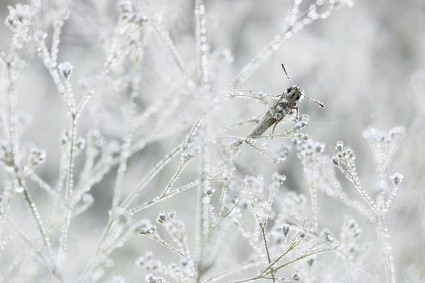 Míg felkel majd a nap