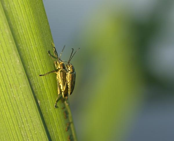 Szerelem