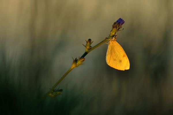 Világító pillangó