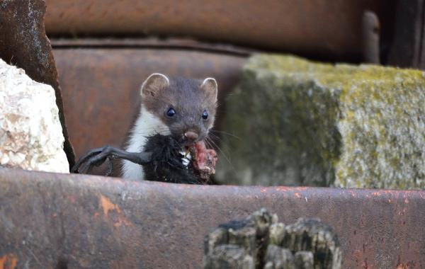 A HERMELIN ÉS A SZÁRCSA--orosz népmese