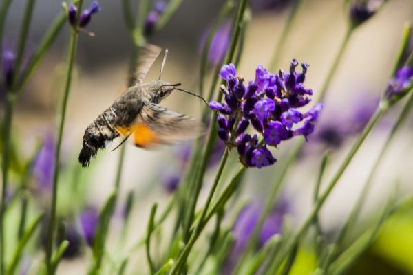 &quot;Magyar kolibri&quot;