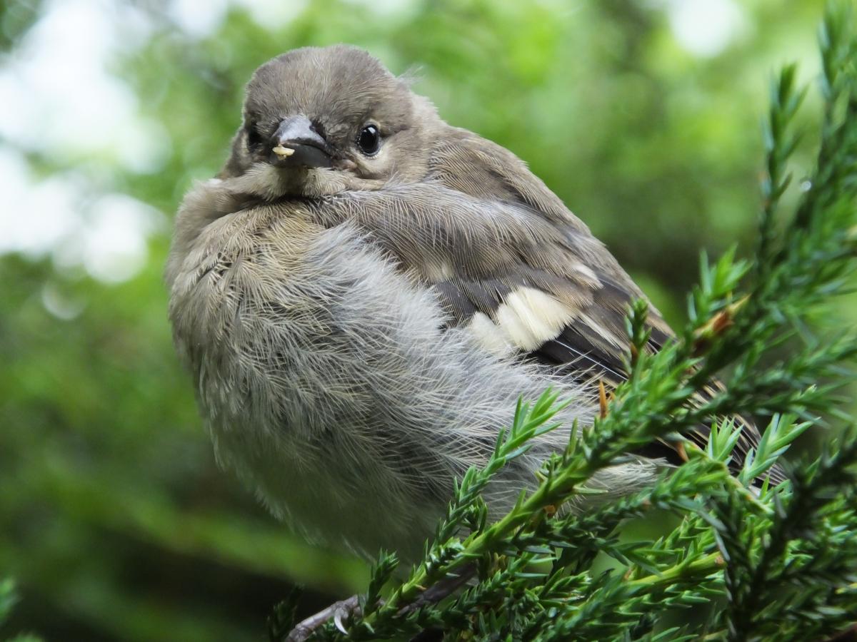 Koncz-Bisztricz Tamás