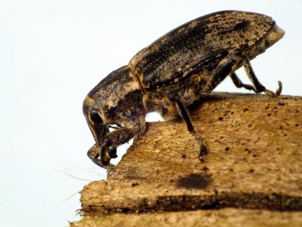 A szakadék szélén