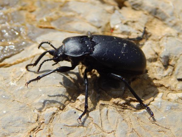 Fekete bogár