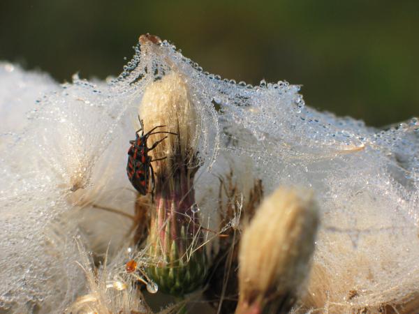 A gyöngysátor rúdján