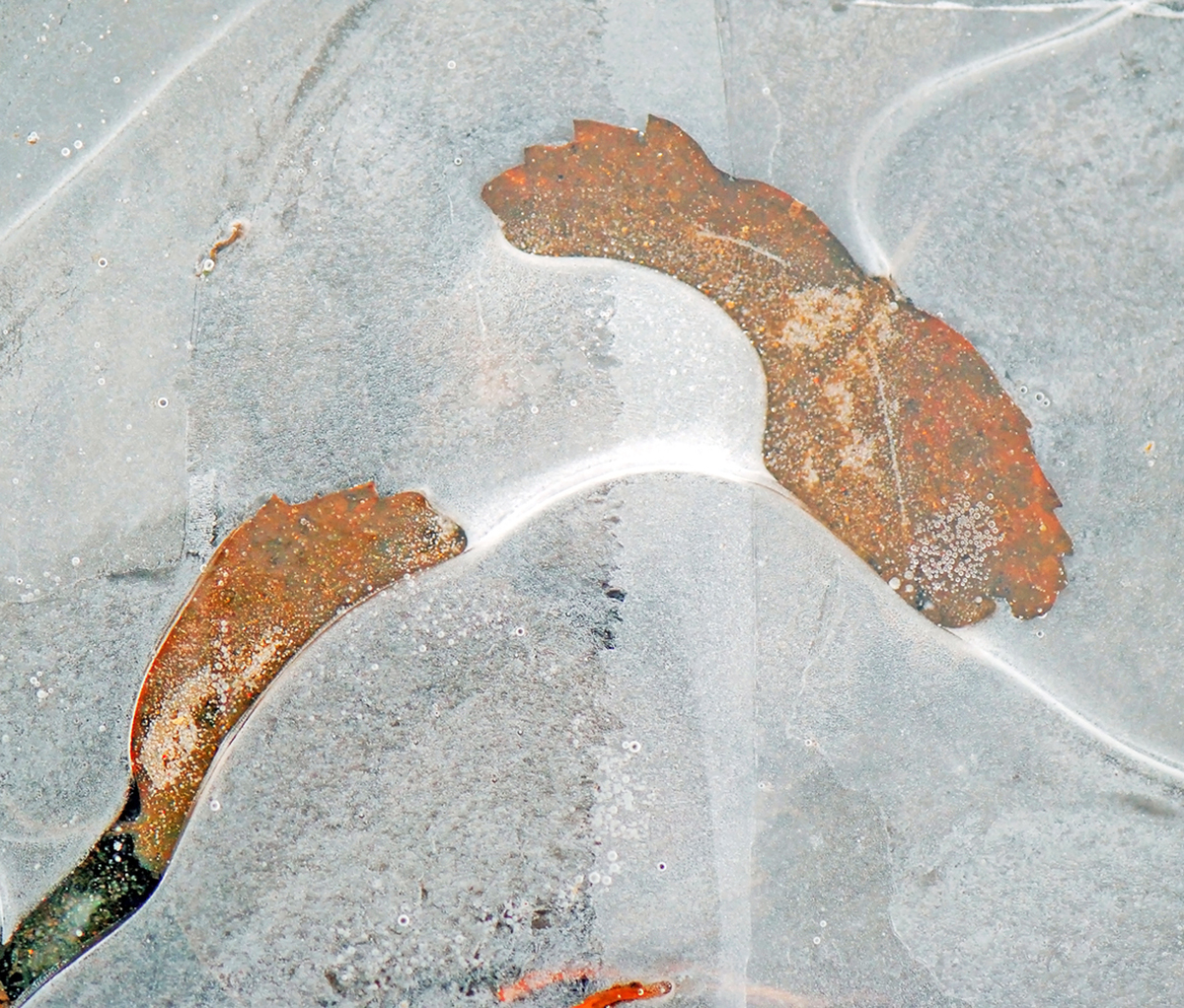 Gaál Zoltán Péter