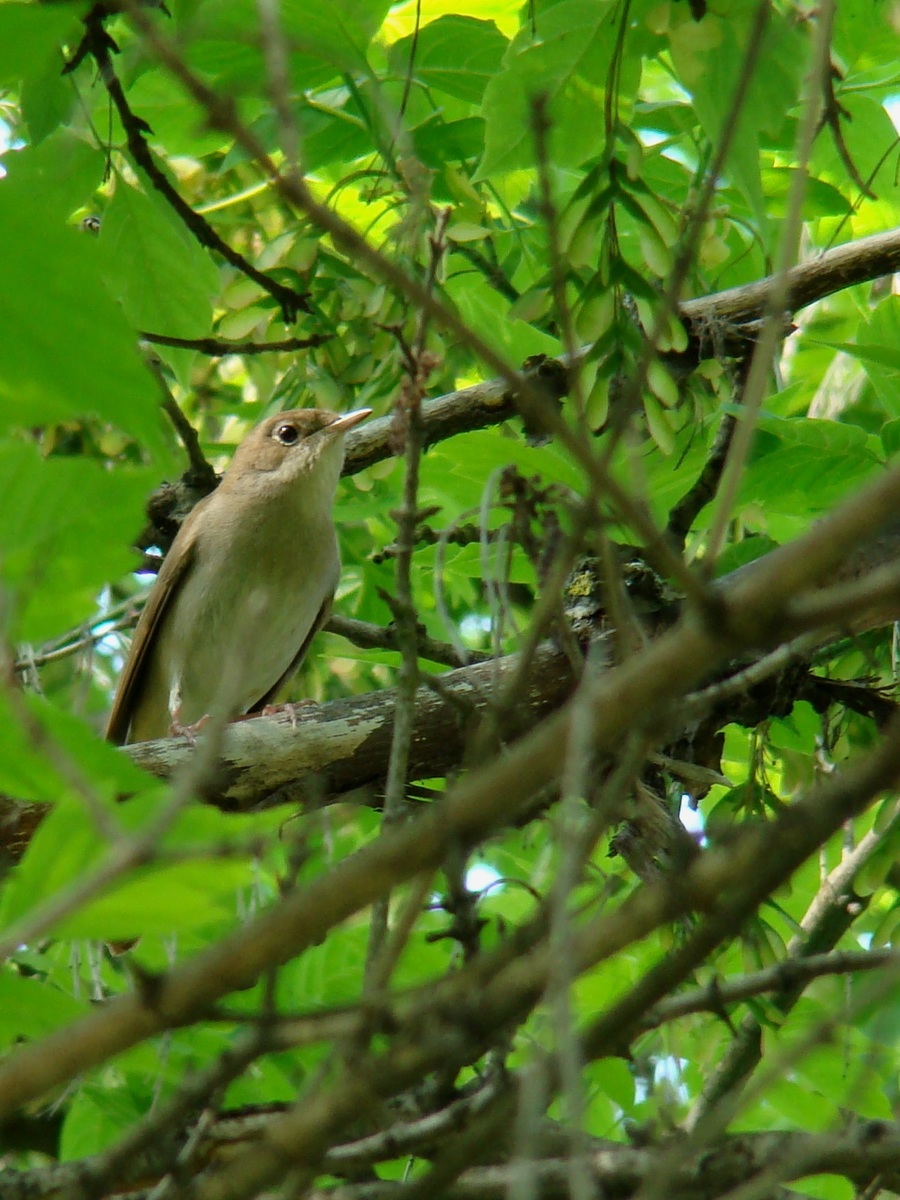 Laczkó-Magyar György