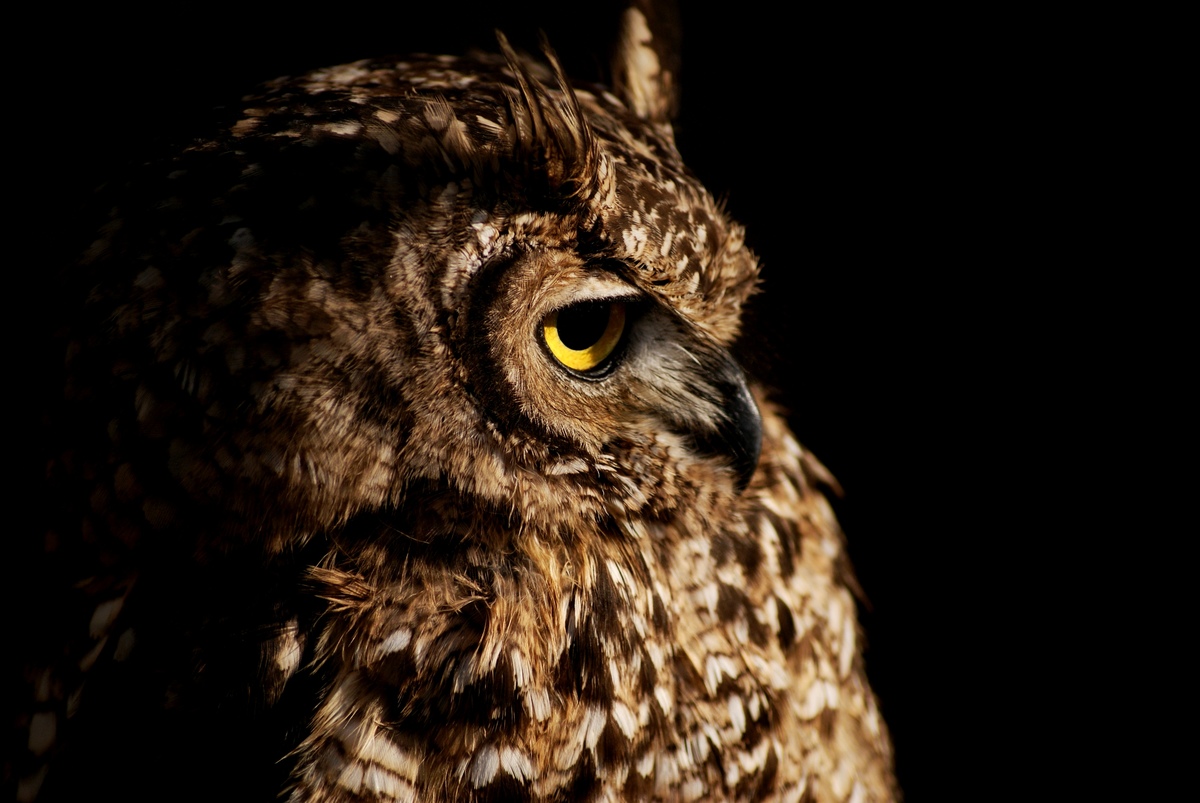 Laczkó-Magyar György