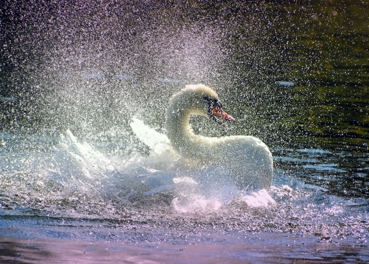 Gaál Zoltán Péter