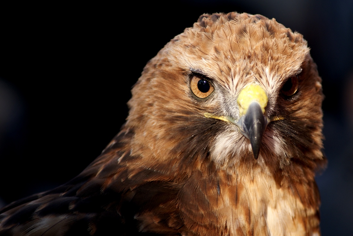 Laczkó-Magyar György