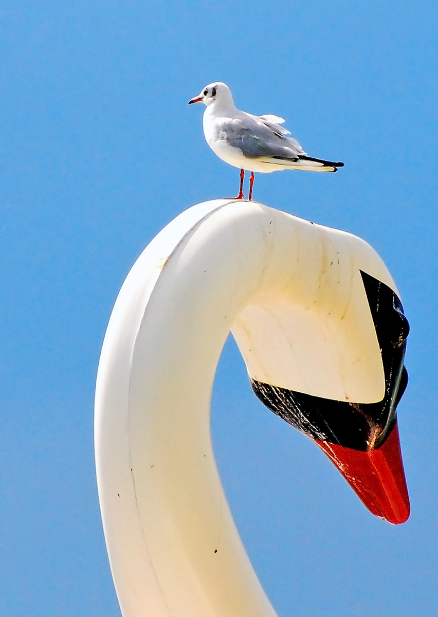 Gaál Zoltán Péter
