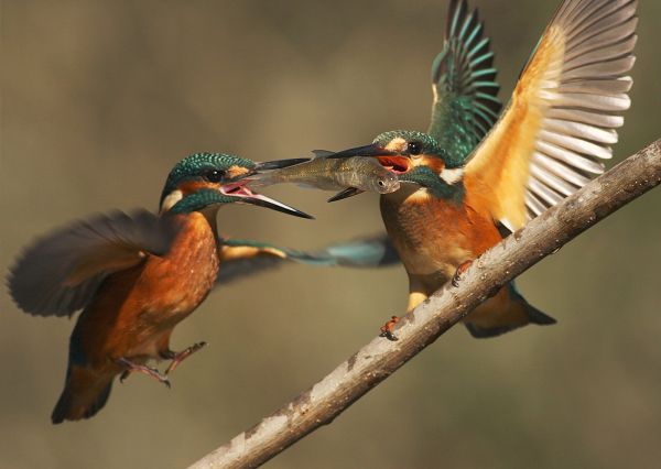 Amikor a népszerűség nem 
